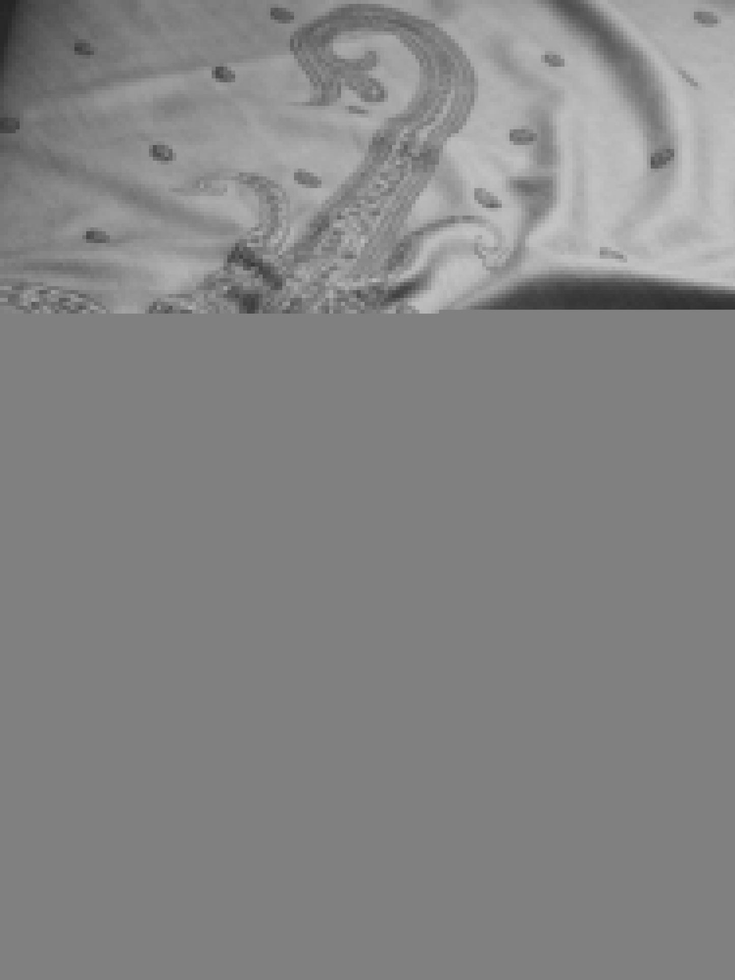 Pashtush India Womens Shawls Pashtush Womens Womens, Fine Wool, Paisley Kashmiri Kunj Embroidery, Taupe
